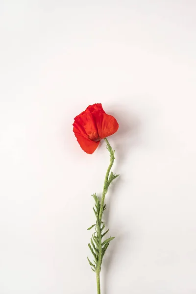 Aesthetic Minimal Styled Concept Red Poppy Flower White Background Creative — Fotografia de Stock