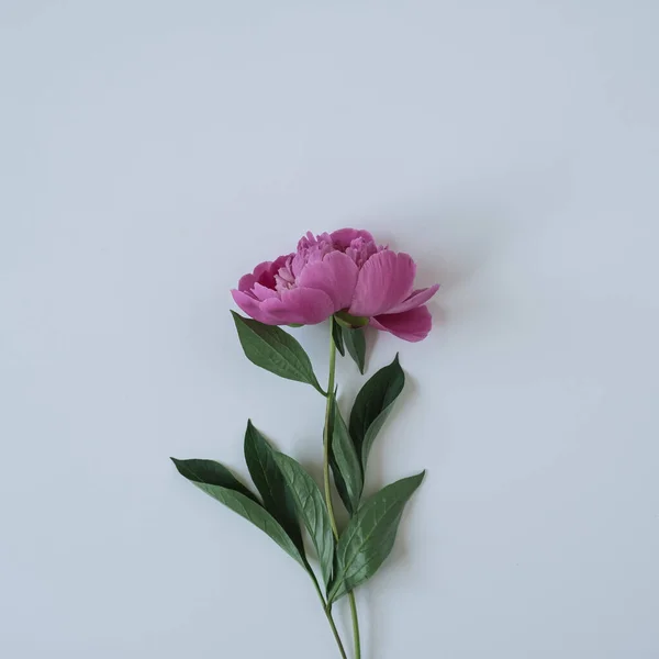 Рожева Квітка Півонії Синьому Фоні — стокове фото