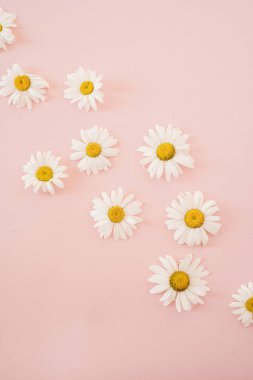 Abstract floral background. Chamomile flower buds on pink background with copy space. Flowers and petals. Delicate minimalist template