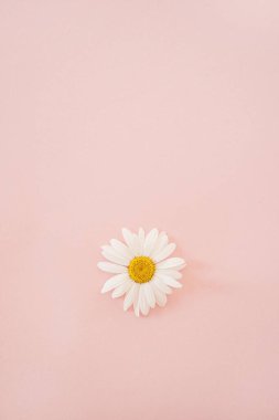 Chamomile daisy flower bud on pink background. Minimalist simplicity flower concept