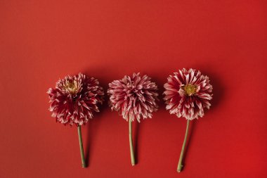 Kırmızı arka planda zarif kırmızı yıldız çiçeği. Düz, üst görünüm narin minimalist sadelik çiçekli kompozisyon