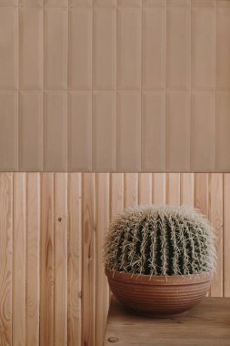Cactus home plant against wooden wall. Minimal floral decorated interior design