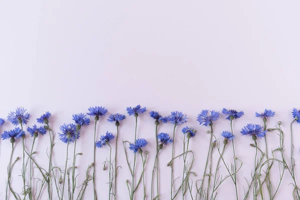 Μπλε Λουλούδια Καλαμποκιού Λευκό Φόντο Μινιμαλιστικό Επίπεδο Lay Σύνθεση Λουλουδιών — Φωτογραφία Αρχείου