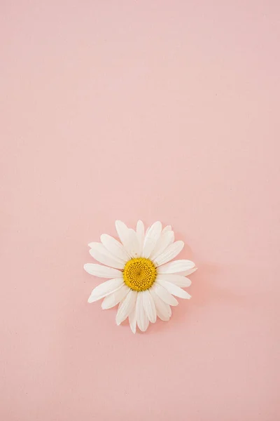 Abstract Floral Background Chamomile Flower Buds Pink Background Copy Space — Fotografia de Stock