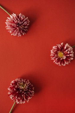 Çiçek kompozisyonu. Kırmızı arkaplanda kırmızı yıldız çiçeği çelengi. Düz konum, üst görünüm, kopyalama alanı. Sevgililer Günü, Anneler Günü şablonu