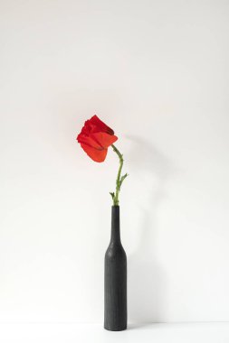 Beyaz arka planda kırmızı gelincik çiçeği. Estetik minimalist çiçek konsepti. Yaratıcı natürmort yaz, bahar geçmişi