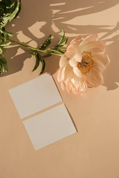 Üres Papír Kártya Másolási Hellyel Bazsarózsa Virág Napfénnyel Árnyékok Őszibarack — Stock Fotó