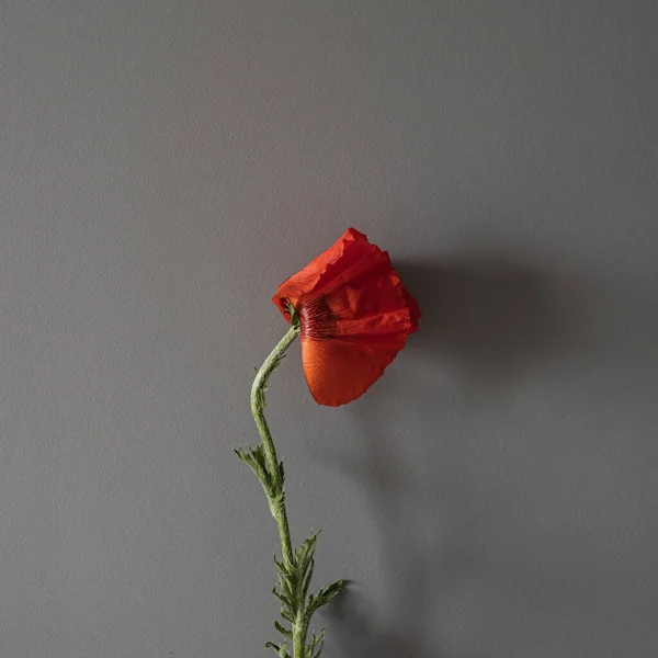 Flor Amapola Roja Sobre Fondo Gris Estética Composición Floral Minimalista — Foto de Stock