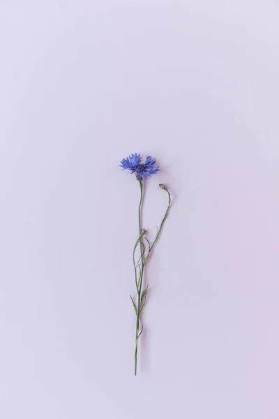 Blauwe Korenbloem Roze Achtergrond Bloemen Samenstelling — Stockfoto