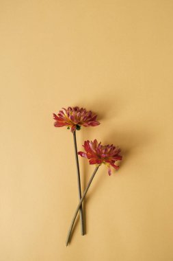 Sarı arka planda zarif kırmızı çiçek