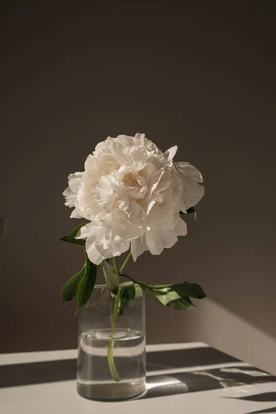 Ніжна Елегантна Квітка Півонії Сонячними Тінями Естетична Богемська Квіткова Композиція — стокове фото