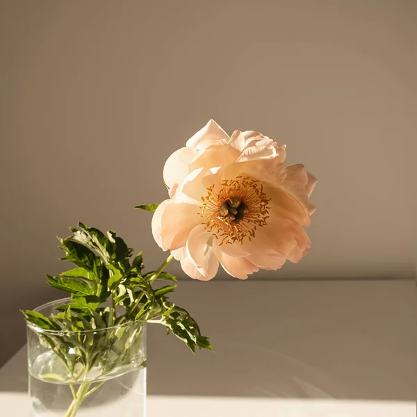 Aesthetic Luxury Flowers Composition Elegant Delicate Peach Peony Flower Glass — Stock Photo, Image