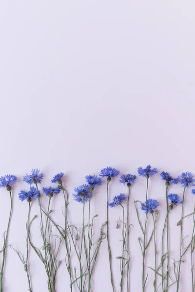 Flores Maíz Azules Sobre Fondo Rosa Composición Flores — Foto de Stock