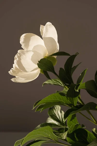 Απαλό Κομψό Παιώνι Λουλούδι Σκιές Φως Του Ήλιου Αισθητική Μποέμικη — Φωτογραφία Αρχείου