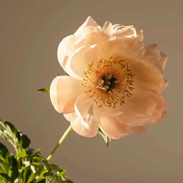 Αισθητική Σύνθεση Πολυτελών Μποέμικων Λουλουδιών Κομψό Απαλό Ροδάκινο Παιώνιος Λουλούδι — Φωτογραφία Αρχείου