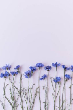 Mavi arkaplanda, kopya alanı olan çiçek. Çiçek bileşimi