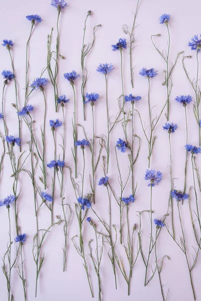 Modré Chrpy Růžovém Pozadí Složení Květin — Stock fotografie