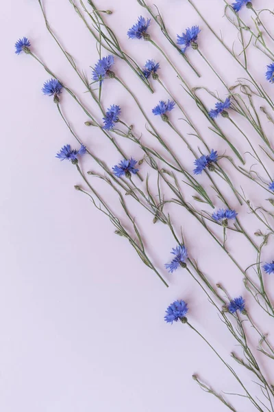 Blauwe Korenbloemen Witte Achtergrond Minimalistische Platte Lay Bovenaanzicht Bloemen Samenstelling — Stockfoto