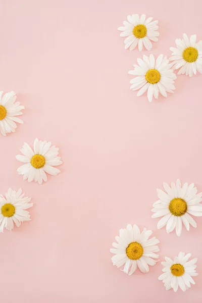 Krásná Heřmánková Květinka Neutrálním Růžovém Pozadí Minimalistický Květinový Koncept Kopírovacím — Stock fotografie