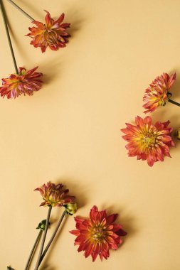 Çiçek kompozisyonu. Tarafsız şeftali sarısı arka planda çiçeklerden yapılmış çelenk. Düz konum, üst görünüm, kopyalama alanı. Sevgililer Günü, Anneler Günü şablonu