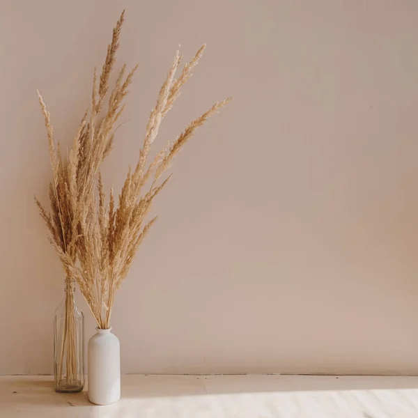 Home plant pampas grass in bottle. Aesthetic minimal modern Scandinavian interior design decoration