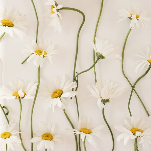 菊花花纹在白色背景上 顶视图简约花色质感 — 图库照片