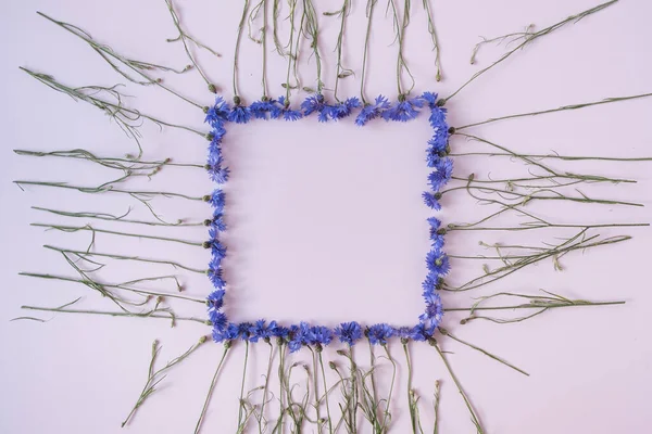 Vierkante Frame Van Blauwe Korenbloemen Pastel Roze Achtergrond Kopieerruimte Vlakke — Stockfoto
