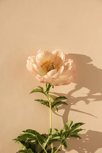 Elegáns Esztétikai Bazsarózsa Virág Napfény Árnyékban Semleges Barackos Bézs Háttér — Stock Fotó