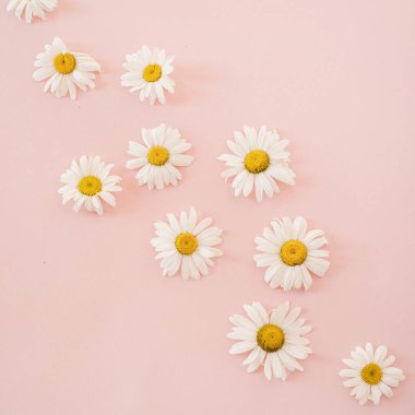 Tarafsız pembe arka planda güzel papatya çiçeği