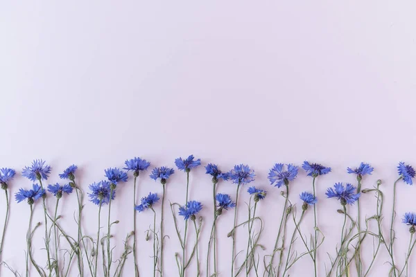 Flores Maíz Azules Sobre Fondo Rosa Composición Flores — Foto de Stock