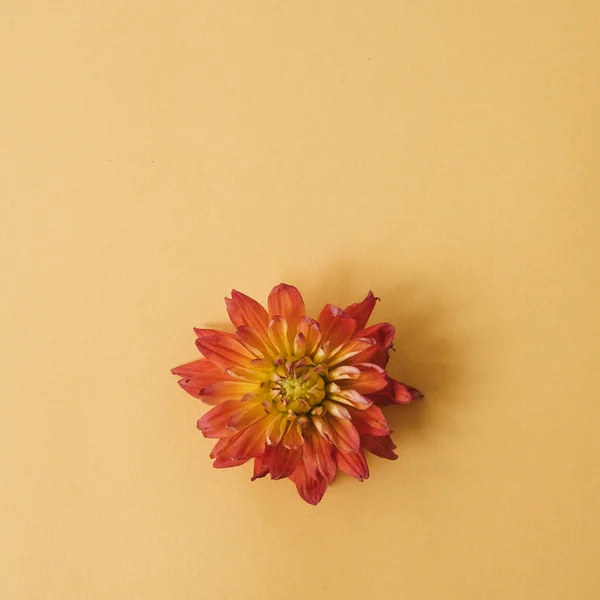 Elegantní Červená Dahlia Květinový Pupen Žlutém Pozadí Flat Lay Top — Stock fotografie