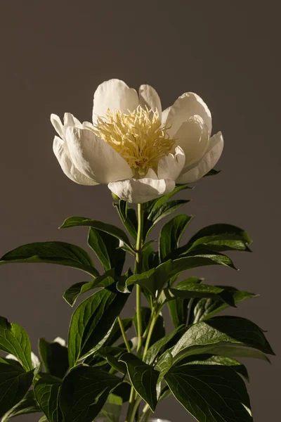 Απαλό Κομψό Παιώνι Λουλούδι Σκιές Φως Του Ήλιου Αισθητική Μποέμικη — Φωτογραφία Αρχείου