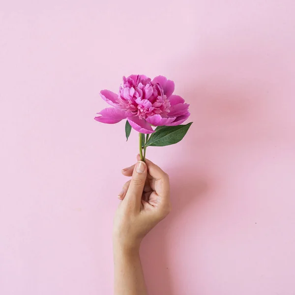 Женщина Держит Розовый Пионерский Цветок Розовом Фоне — стоковое фото