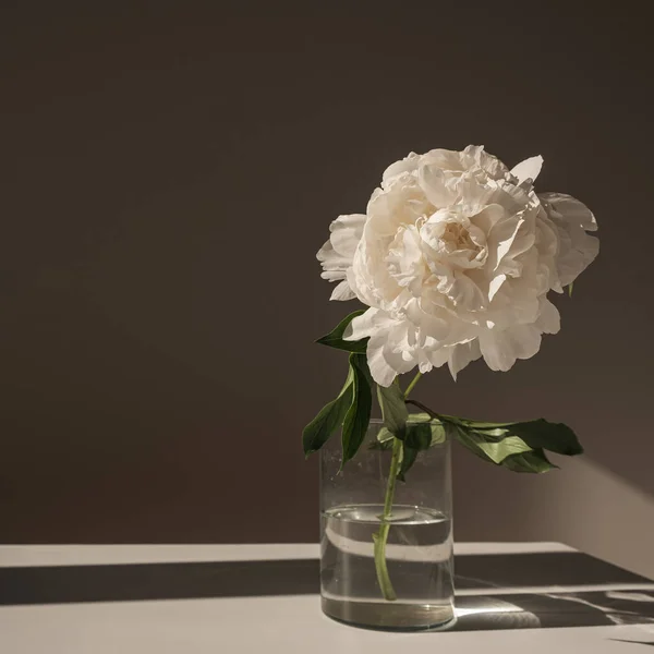 Composizione Estetica Fiori Bohemien Lusso Elegante Delicato Fiore Peonia Bianco — Foto Stock