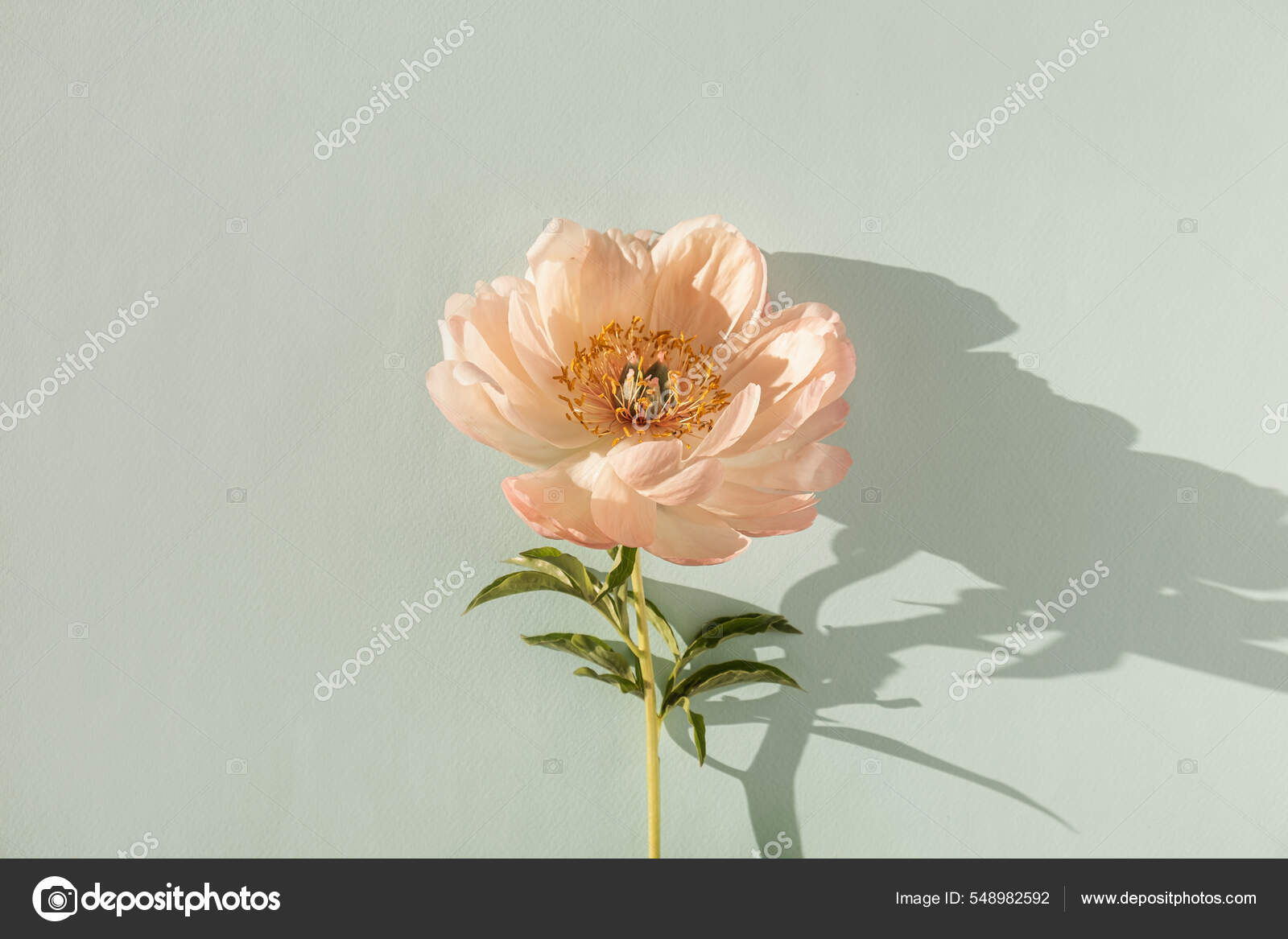 Flor Peônia Pêssego Suave Fundo Aquamarino Pastel Neutro Estética Mínima —  Foto © maximleshkovich #548982592, image size:1600x1167