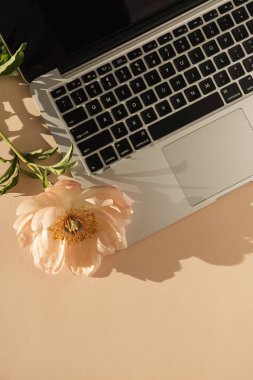 Laptop bilgisayar ve şeftali arka planda güneş ışığı gölgesi bırakan şakayık çiçekleri. Üst düzey minimalist ev yapımı ofis masası çalışma alanı. Flatlay günlüğü, kopyalama alanı olan sosyal medya şablonu