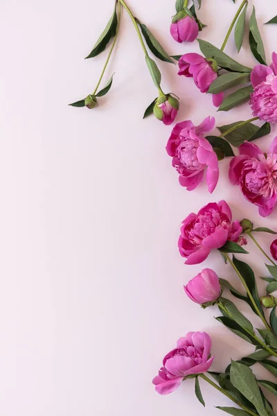 粉色牡丹花束在中性的油腻的粉红色背景上 顶视图最小花卉构图 — 图库照片