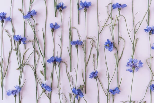 Flores Maíz Azules Sobre Fondo Rosa Composición Flores —  Fotos de Stock