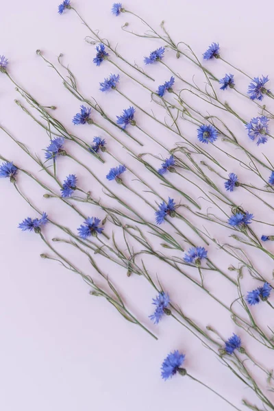 Μπλε Λουλούδια Καλαμποκιού Ροζ Φόντο Σύνθεση Λουλουδιών — Φωτογραφία Αρχείου
