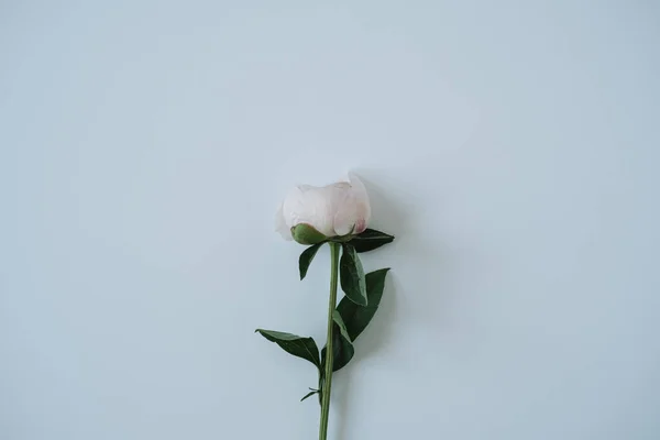 Елегантна Біла Квітка Півонії Нейтральному Синьому Фоні — стокове фото