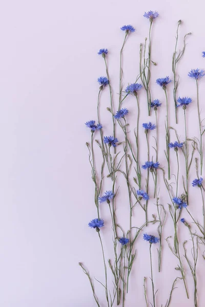 Blauwe Korenbloemen Witte Achtergrond Minimalistische Platte Lay Bovenaanzicht Bloemen Samenstelling — Stockfoto