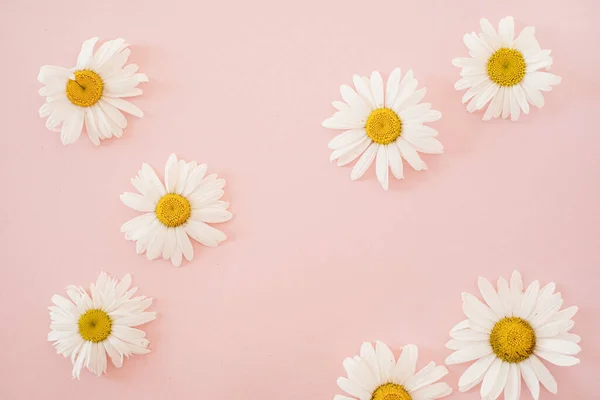Beautiful Romomile Daisy Flower Neutral Pink Background Минималистский Цветочный Шаблон — стоковое фото