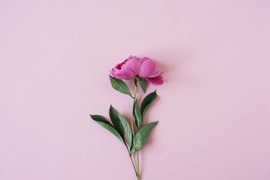 Nötr pastel pembe arkaplanlı zarif pembe şakayık çiçeği ve fotokopi alanı. Minimalist estetik sadelik düz uzanma, üst görünüm çiçek kompozisyonu