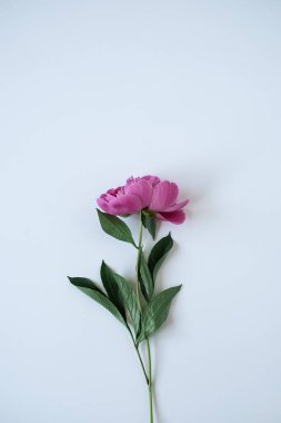 Tarafsız mavi arka planda zarif pembe şakayık çiçeği. Düz, üst görünüm narin minimalist çiçek kompozisyonu
