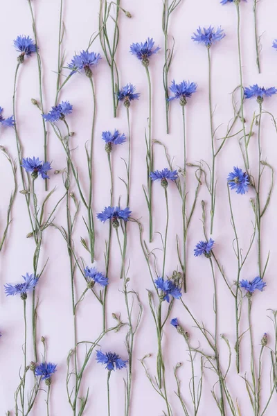 白色背景上的蓝色玉米花 简约平铺 顶视图花卉构图 — 图库照片