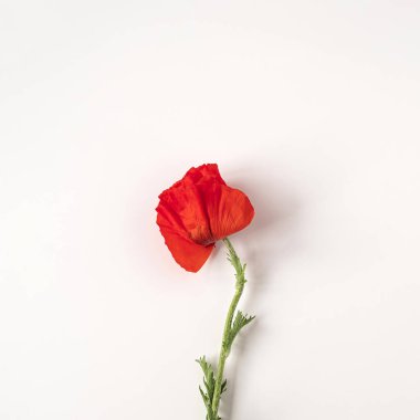 Aesthetic minimal styled concept. Red poppy flower on white background. Creative still life summer, spring floral concept