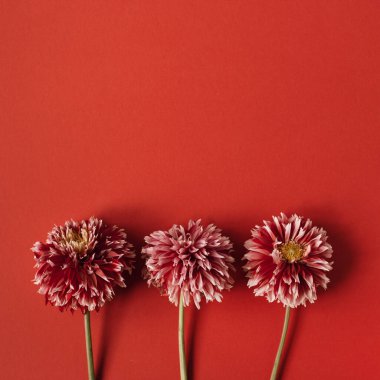 Kırmızı arka planda güzel yıldız çiçekleri. Minimalist çiçek kompozisyonu. Sevgililer Günü, Anneler Günü tatili konsepti