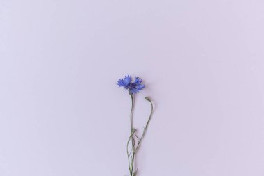Blue cornflower on white background. Minimalist flat lay, top view flowers composition