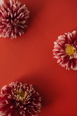 Çiçek kompozisyonu. Kırmızı arkaplanda kırmızı yıldız çiçeği çelengi. Düz konum, üst görünüm, kopyalama alanı. Sevgililer Günü, Anneler Günü şablonu
