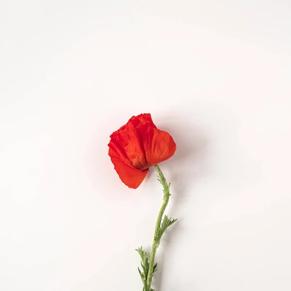 Concepto Estilo Mínimo Estético Flor Amapola Roja Sobre Fondo Blanco — Foto de Stock